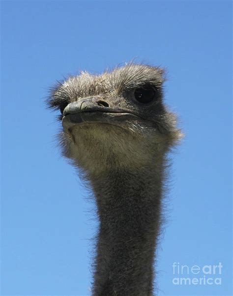 Angry Emu Photograph by Lauren Rademacher - Pixels