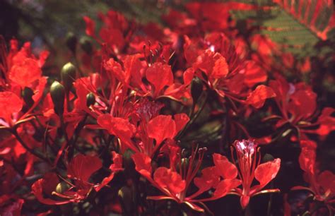 Florida Memory • Close-up of Royal poinciana tree flowers - Fort Lauderdale, Florida