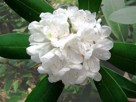 White Rhododendron Free Photo Download | FreeImages