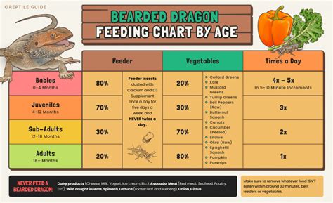 Daily Routine Printable Bearded Dragon Food Chart