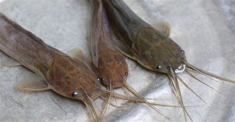 Walking Catfish Pictures - AZ Animals