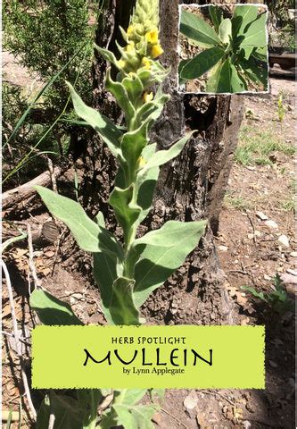 Mullein Tea – Drug Free Help Store