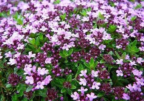 Creeping Thyme ground cover 1000 seeds fragrant herb by SmartSeeds