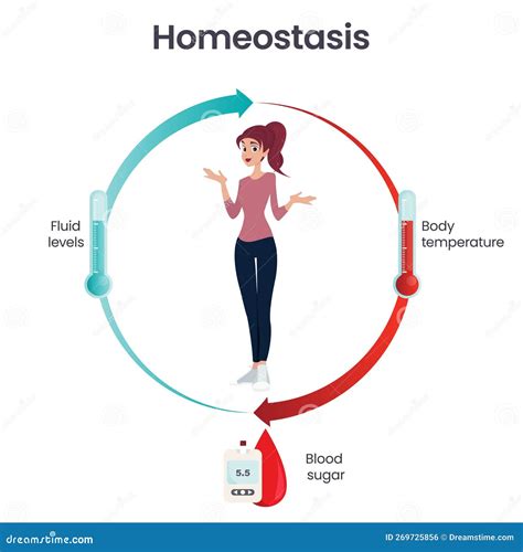 Biology Homeostasis Science Vector Illustration Infographic | CartoonDealer.com #269725856