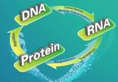 products and services – Creative Proteomics Blog