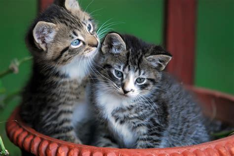 Cute Kittens In Basket Free Stock Photo - Public Domain Pictures