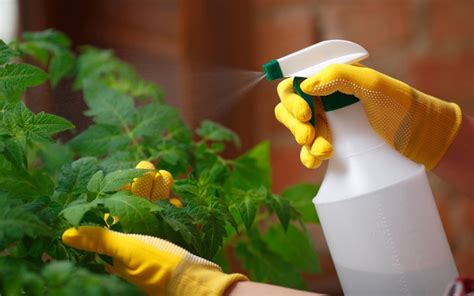 Best Organic Homemade Pesticides for Your Garden | Zameen Blog