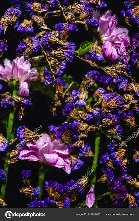 Top View Beautiful Pink Blue Flowers Black — Free Stock Photo © VadimVasenin #210841062