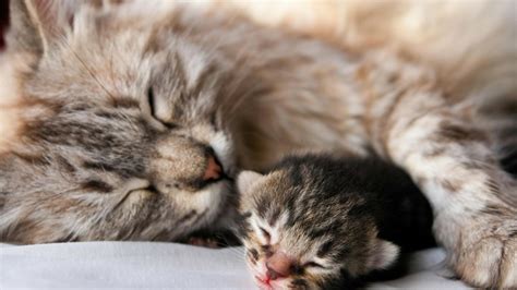 cats animals sleeping kittens baby animals 1920x1080 wallpaper – Animals Cats HD Desktop Wallpaper