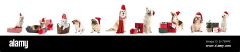 Cute dogs with Santa hats and gifts on white background Stock Photo - Alamy