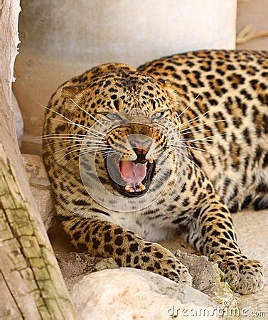 Roaring Leopard Royalty Free Stock Photography - Image: 2467887