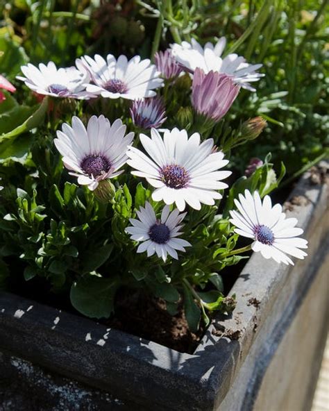 25 Colorful Types Of Daisies - Daisy Varieties For Your Garden