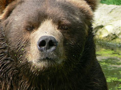 Fichier:Closeup kodiak bear male.JPG — Wikipédia