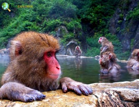 Japanese Macaque Characteristics | Macaca Fuscata Diet & Facts