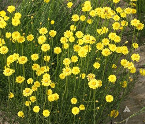 Strawflower, Yellow | Applewood Seed