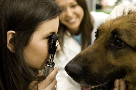 How to Treat Corneal Ulcer in Dogs | Vetrix, Inc.