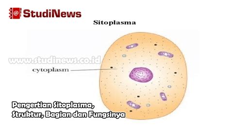 √ Pengertian Sitoplasma, Struktur, Bagian dan Fungsinya - StudiNews