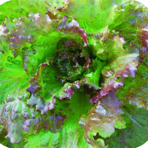 Lettuce; Salad Bowl Red (Leaf) – Great American Seed Up