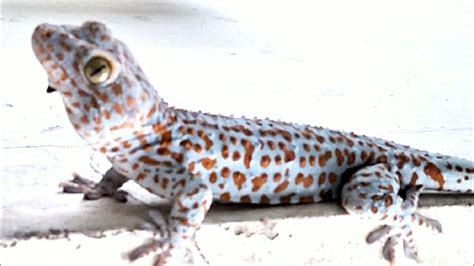 Cận cảnh rõ nét con Tắc Kè | Suara Gecko Tokek | Sound Gecko Tokay ...