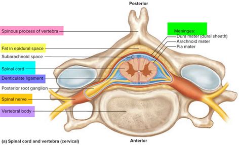 Spinal stenosis causes, symptoms, diagnosis, treatment and exercises