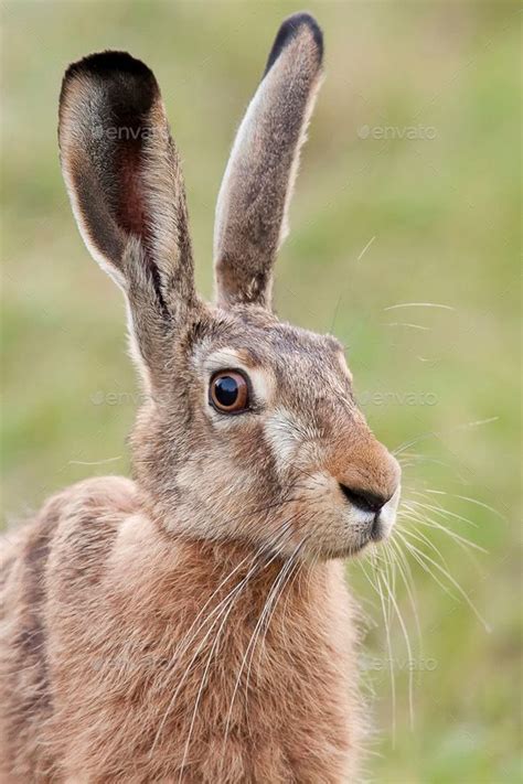 Hare in the wild, a portrait | Cute animals, Animals beautiful, Hare pictures