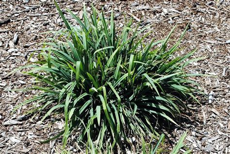 Sedges: Plant Care and Collection of Varieties - Garden.org