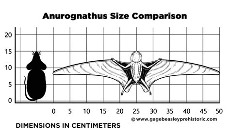 An Ultimate Guide to Anurognathus: Tail & Jawless