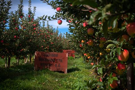 Apple Varieties — Davison Orchards