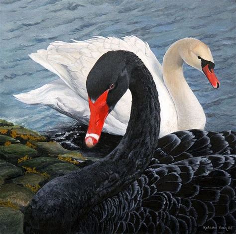 The Myth of the Black Swan – Andrew Jabara