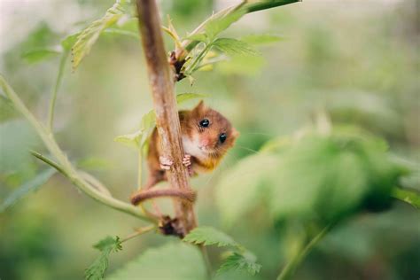 10 Facts About Dormice