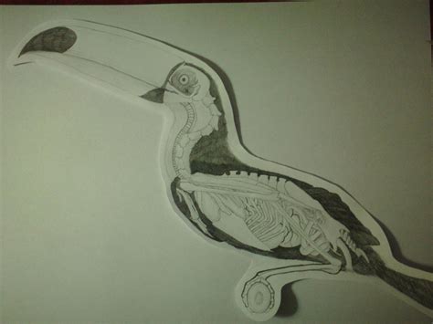 Toucan Anatomy by Juandiego1993 on DeviantArt