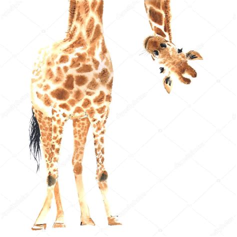 Realistic giraffe made in watercolor. — Stock Vector © Olga_Bonitas #145753995