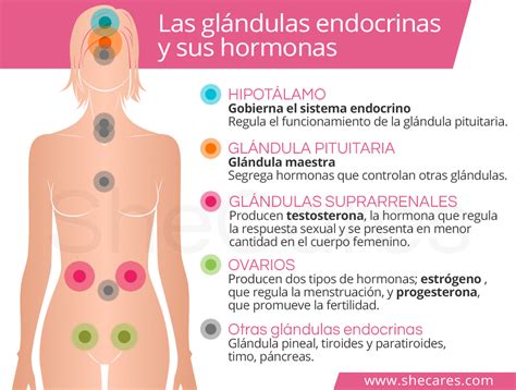 Embotellamiento exprimir Capilares funcion de las hormonas femeninas ...