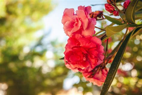 Roses - Types & Pruning – Lakeside Garden Gallery