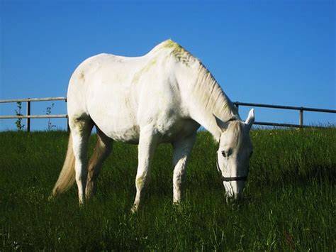 Equines (Genus Equus) · iNaturalist.org