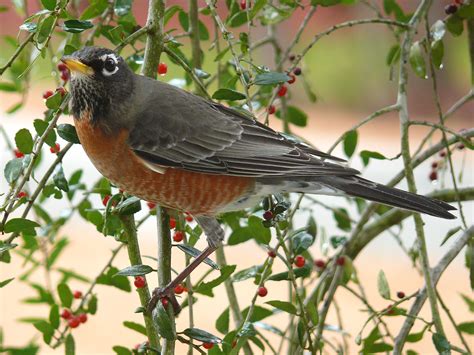 Wisconsin Symbols | Wisconsin State Bird | Robin (Turdus migratorius)