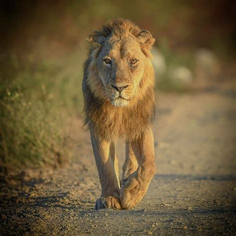 Gir National Park – Asiatic Lion’s last natural home – Big Cats India ...