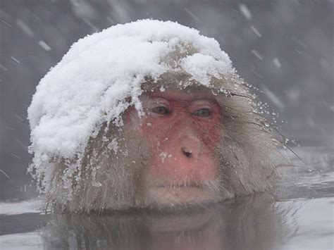 See Monkeys Soaking in Hot Springs | Japan Deluxe Tours