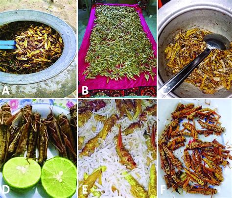 Various dishes based on desert locusts prepared by the Thari. (A ...