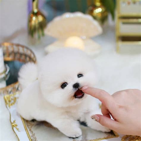 Pomeranian puppy for sale near me