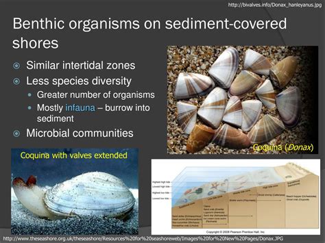 PPT - CHAPTER 15 Animals of the Benthic Environment PowerPoint Presentation - ID:6145529