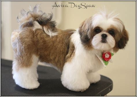 The Best 13 Teddy Bear Shih Tzu Puppy Haircuts - aboutforgetpic