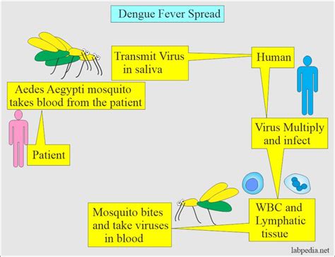 Dengue Fever, Dengue Hemorrhagic Fever - Labpedia.net