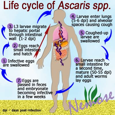 Ascaris Lumbricoides Life Cycle - PaisleyaddGonzales