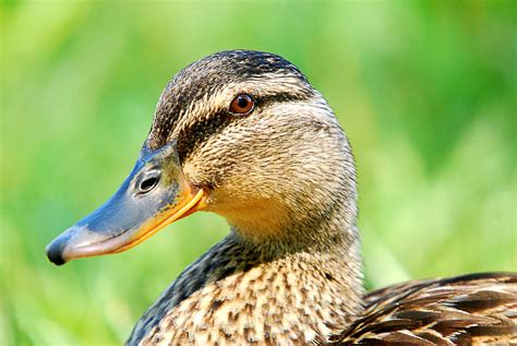 Female Mallard Duck Photograph by Crystal Wightman - Pixels