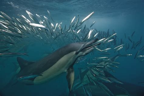 Common Dolphin Eating a Sardine, during annual migration | Flickr