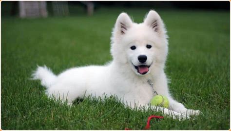 Samoyed Dog - Puppies, Facts, Price, Temperament, Characteristics | Animals Adda