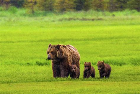 Mother Bear And Three Cubs by Feng Wei Photography