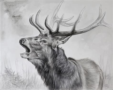 Portrait von einem röhrenden Hirsch. Portrait of a belling stag. | Tierwelt kunst, Zeichnung ...