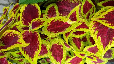 Colorful Coleus. Bright Green and Purple Contrast. Stock Photo - Image of white, plant: 126803710